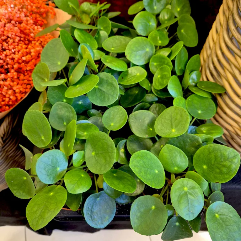 Pilea, pieniążek (Pilea peperomioides) 20cm