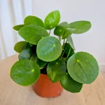 Pilea, pieniążek (Pilea peperomioides) 20cm