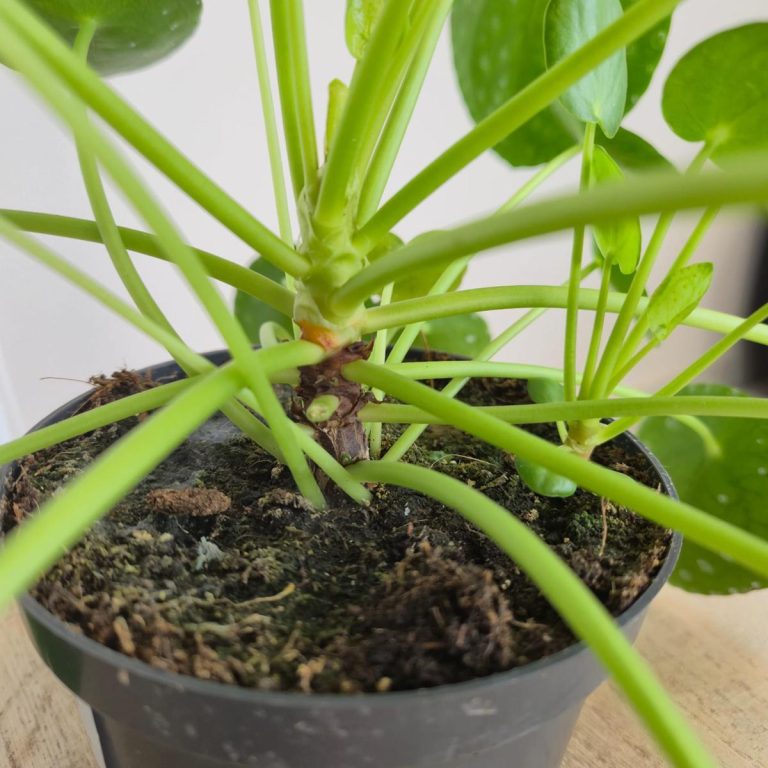 Pilea, pieniążek (Pilea peperomioides) 25cm