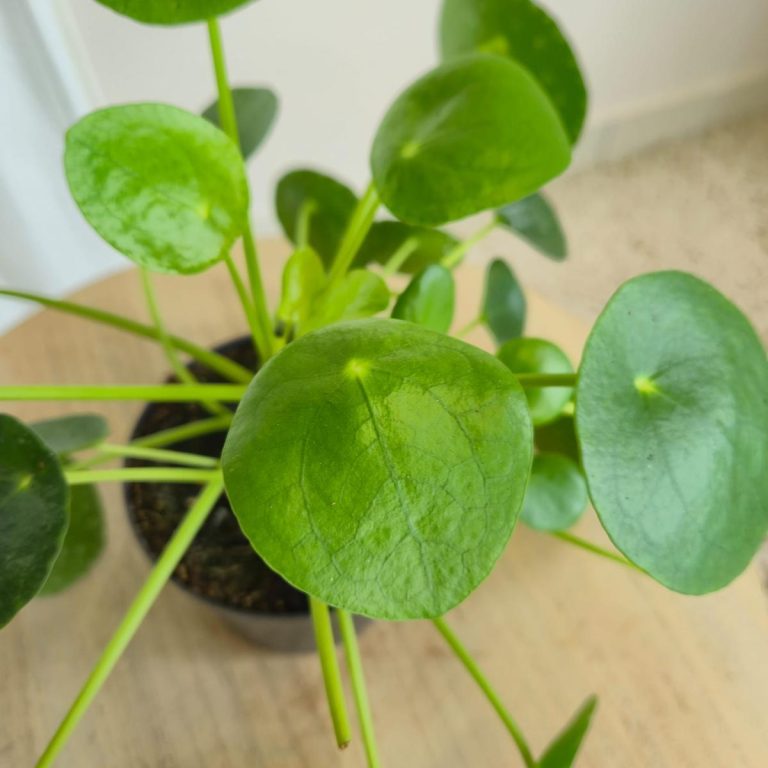 Pilea, pieniążek (Pilea peperomioides) 25cm