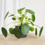 Pilea, pieniążek (Pilea peperomioides) 25cm