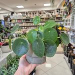 Pilea, pieniążek (Pilea peperomioides) 25cm