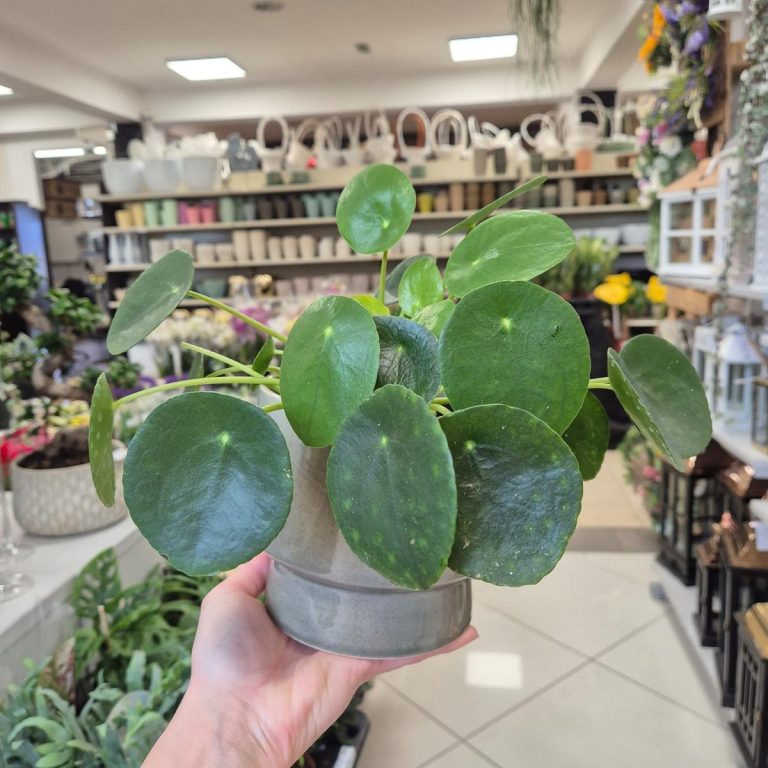 Pilea, pieniążek (Pilea peperomioides) 25cm