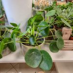 Pilea, pieniążek (Pilea peperomioides) 25cm