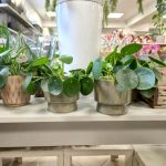 Pilea, pieniążek (Pilea peperomioides) 25cm