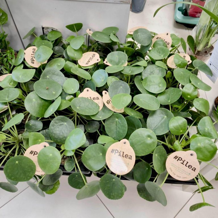 Pilea, pieniążek (Pilea peperomioides) 25cm