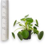 Pilea, pieniążek (Pilea peperomioides) 25cm