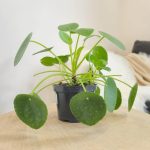 Pilea, pieniążek (Pilea peperomioides) 25cm