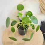 Pilea, pieniążek (Pilea peperomioides) 25cm