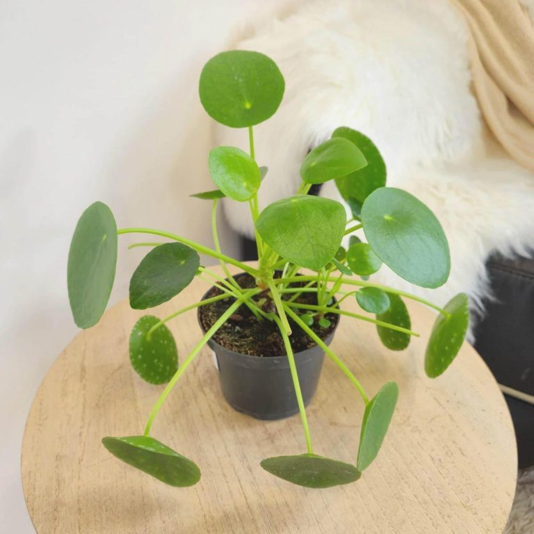 Pilea, pieniążek (Pilea peperomioides) 25cm