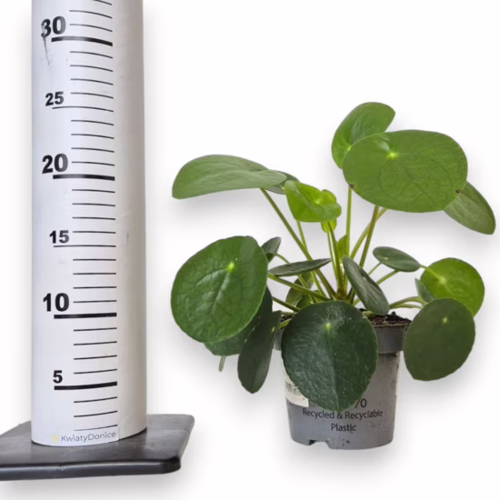 Pilea pieniążek roślina doniczkowa