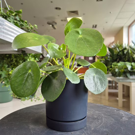 Pilea pieniążek roślina doniczkowa
