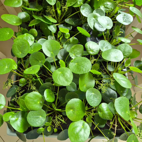 Pilea pieniążek roślina doniczkowa