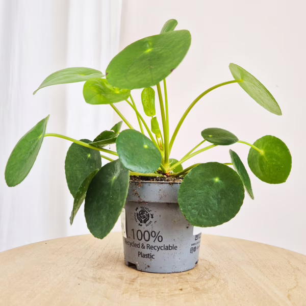 Pilea, pieniążek (Pilea peperomioides) 20-30cm