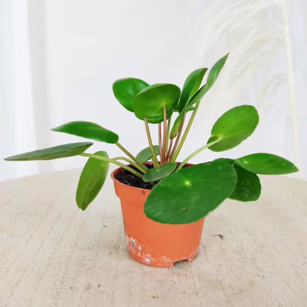 Pilea,pieniążek (Pilea peperomioides ) 8-11cm