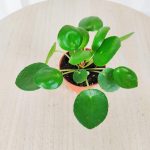 Pilea,pieniążek (Pilea peperomioides ) 10cm