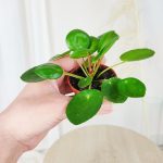 Pilea,pieniążek (Pilea peperomioides ) 10cm