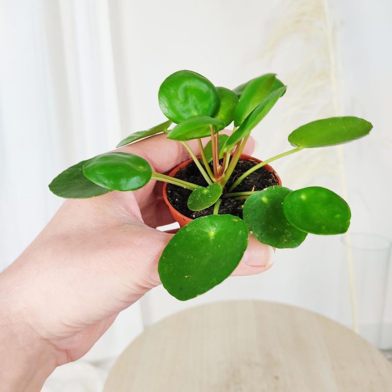 Pilea,pieniążek (Pilea peperomioides ) 10cm
