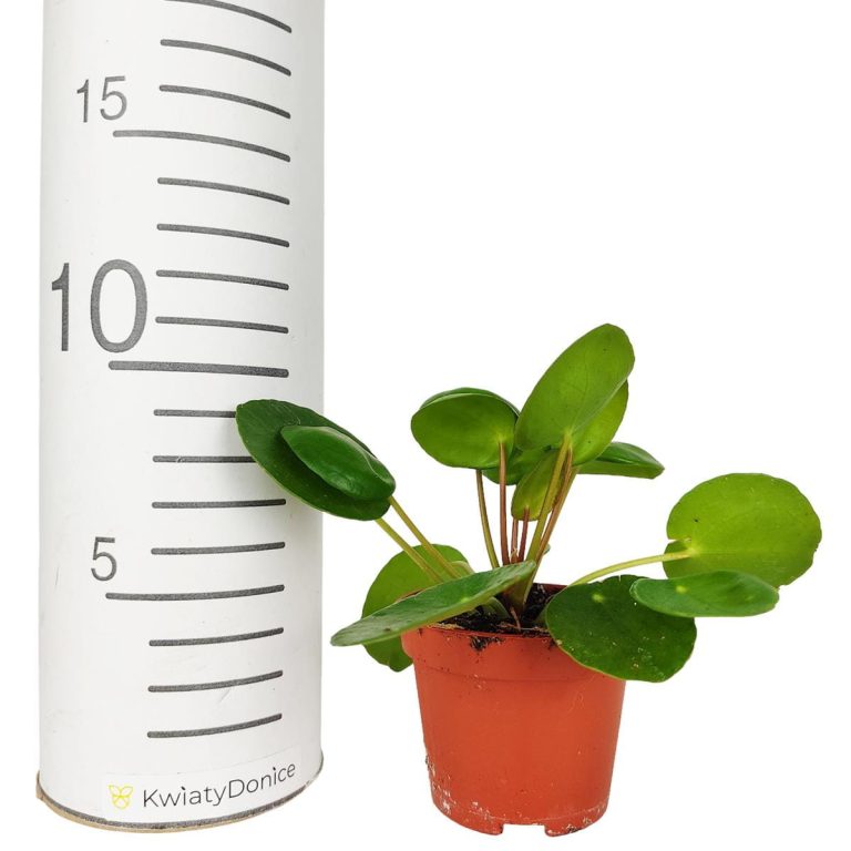 Pilea,pieniążek (Pilea peperomioides ) 10cm