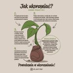 Plant Lover w 100% naturalny nawóz - Szybciej ukorzeniaj
