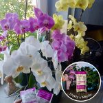 Plant Lover w 100% organiczny nawóz - Storczykowe love