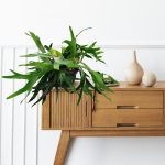 Paproć płaskla łosioroga (Platycerium bifurcatum) 45cm