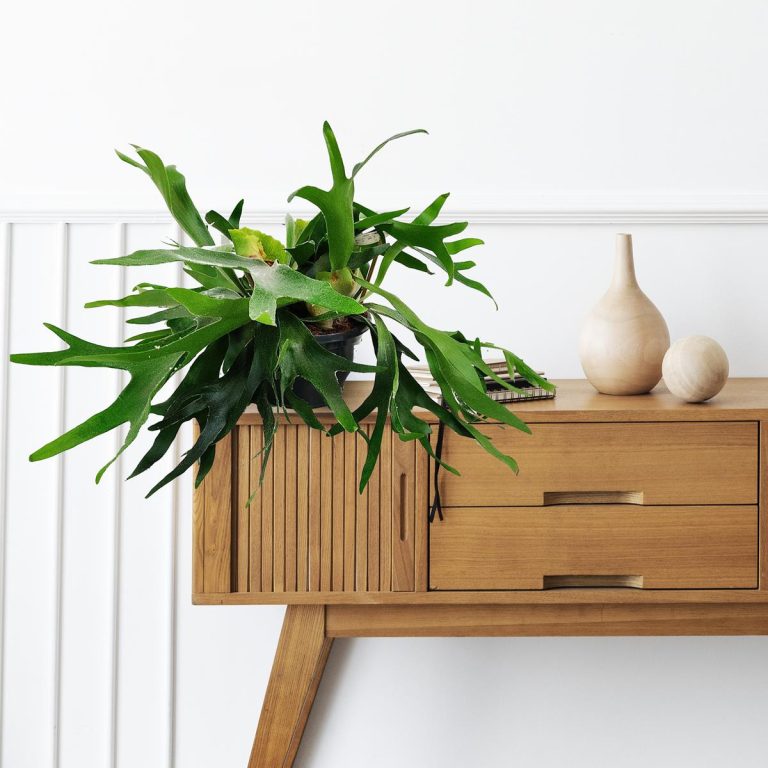 Paproć płaskla łosioroga (Platycerium bifurcatum) 45cm