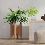 Paproć płaskla łosioroga (Platycerium bifurcatum) 45cm