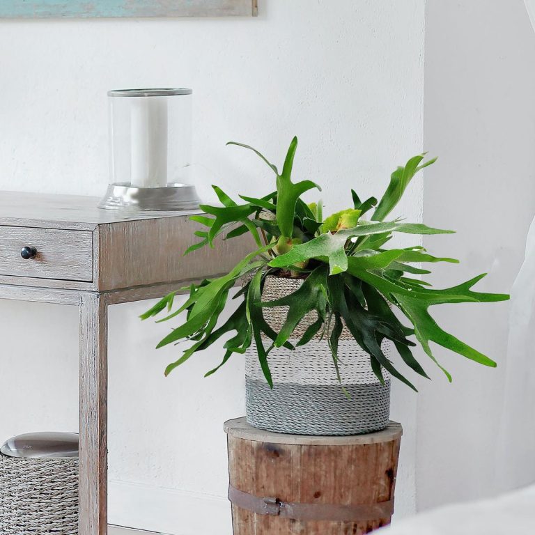 Paproć płaskla łosioroga (Platycerium bifurcatum) 45cm