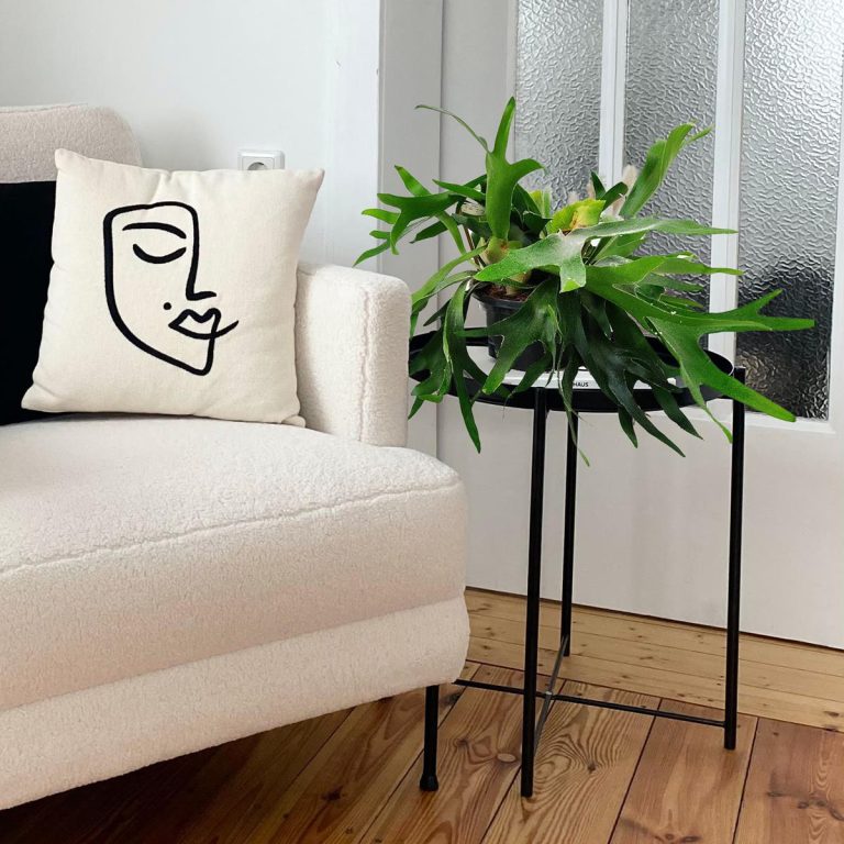 Paproć płaskla łosioroga (Platycerium bifurcatum) 45cm