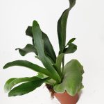 Paproć płaskla łosioroga (Platycerium bifurcatum) 30cm