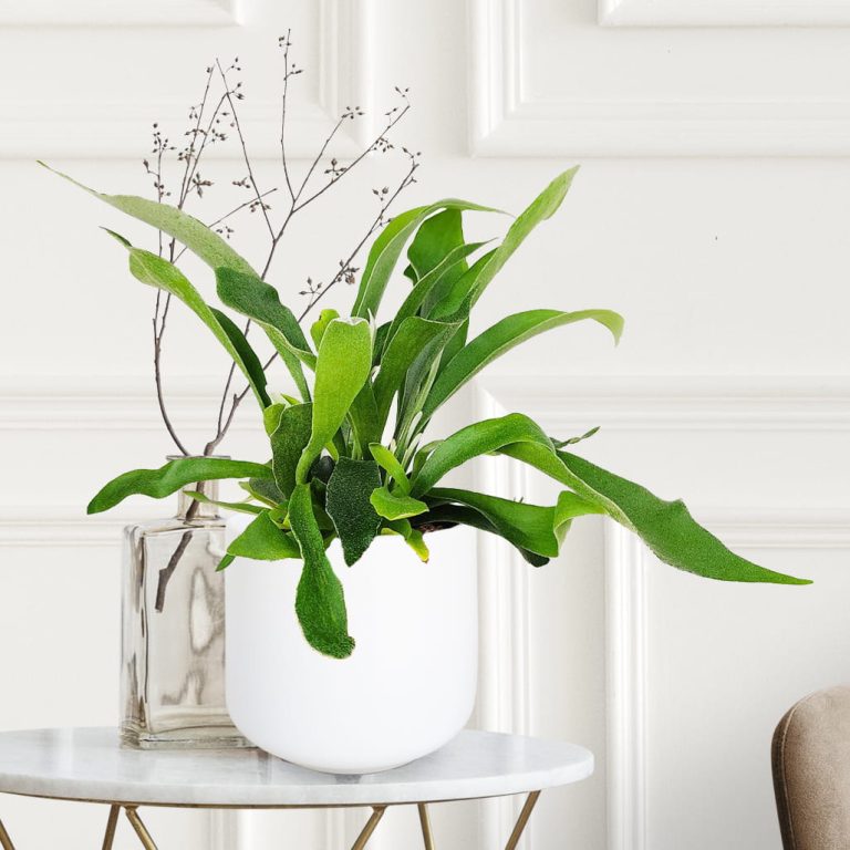 Paproć płaskla łosioroga (Platycerium bifurcatum) 30cm