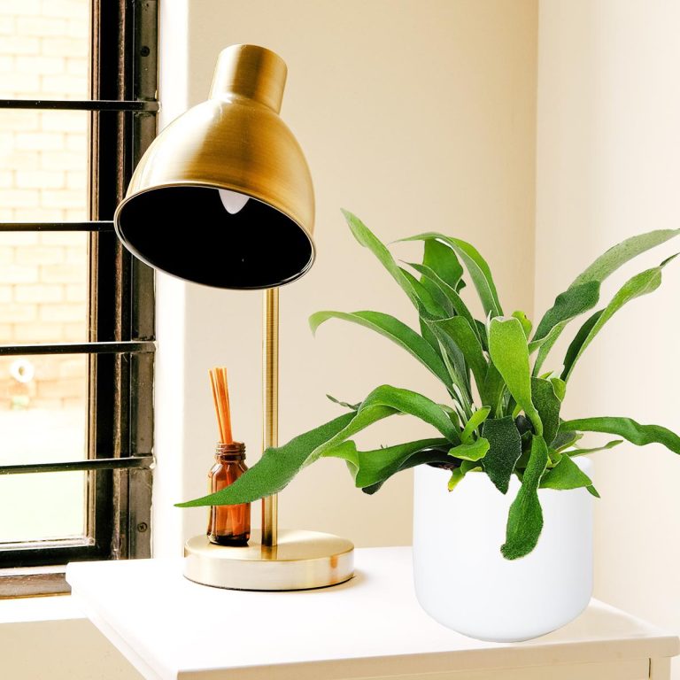 Paproć płaskla łosioroga (Platycerium bifurcatum) 30cm