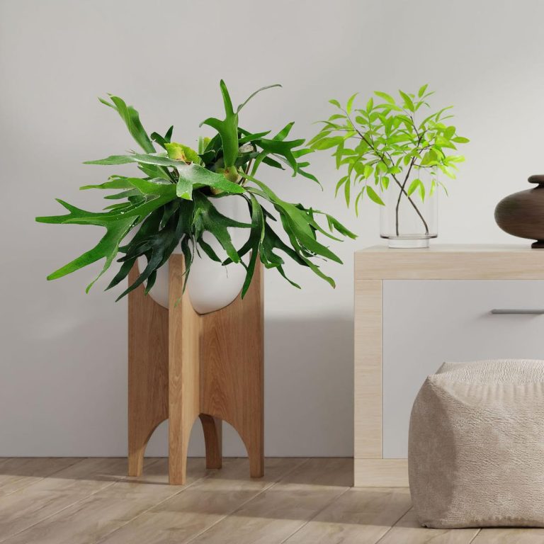 Paproć płaskla łosioroga (Platycerium bifurcatum) 45cm