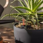 Lechuza Basic PON 20L- substrat uniwersalny bez nawozu