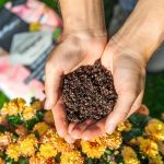 Podłoże Lechuza TERRA PON - podłoże na balkony i tarasy 12L