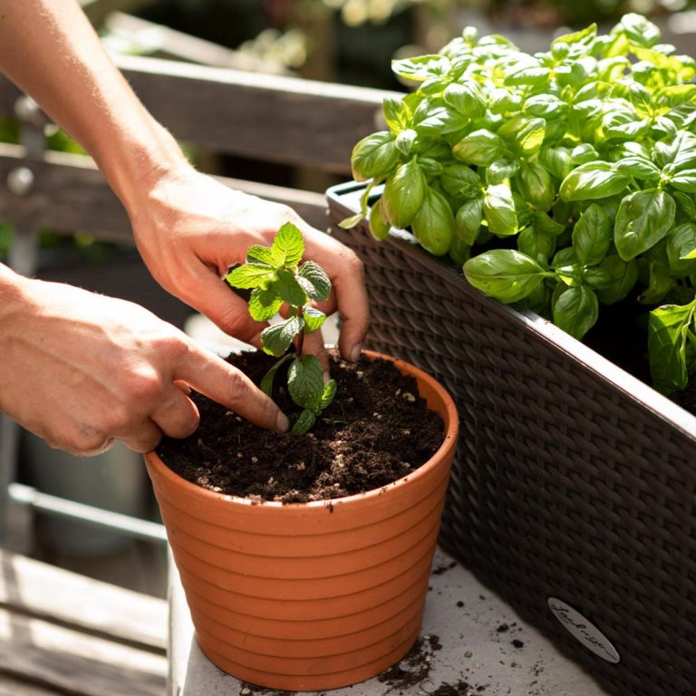 Podłoże Lechuza VEGGIE PON - podłoże do warzyw i ziół 12L