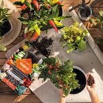 Podłoże Lechuza VEGGIE PON - podłoże do warzyw i ziół 6L