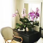 Podłoże do storczyków orchidea 3l