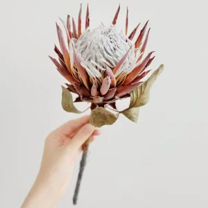 Protea Królewska "Kwiat Prometeusza" Egzotyczny kwiat cięty suszony idealny na prezent