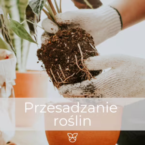 Profesjonalne przesadzanie rośliny przed wysyłką