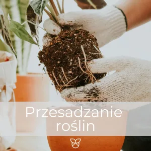 Profesjonalne przesadzanie rośliny przed wysyłką