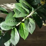 Rękawiczki do czyszczenia liści