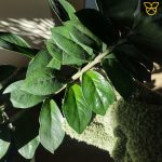 Rękawiczki do czyszczenia liści