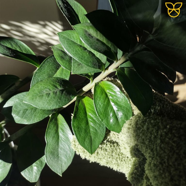 Rękawiczki do czyszczenia liści