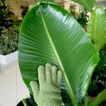 Rękawiczki do czyszczenia liści