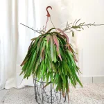 Patyczak, ripsalis (Rhipsalis Ramulosa 'Red Coral') 60cm