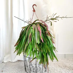 Patyczak, ripsalis (Rhipsalis Ramulosa 'Red Coral') 60cm