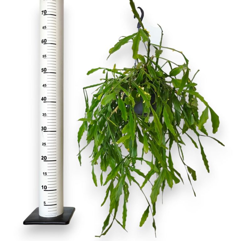Patyczak, ripsalis (Rhipsalis Platyclada) 60cm