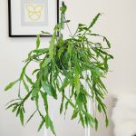 Patyczak, ripsalis (Rhipsalis Platyclada) 60cm